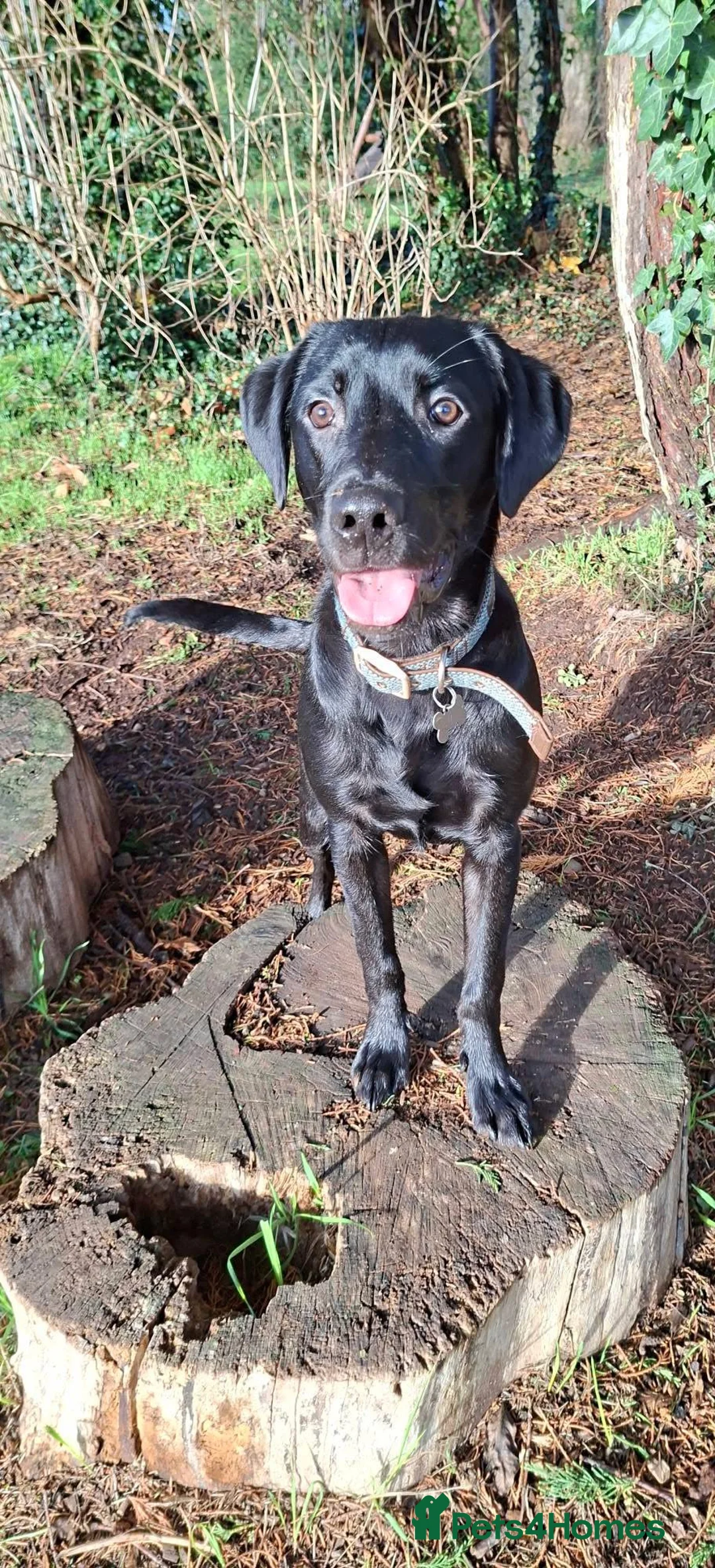 Labrador Retriever dogs for sale: 10 month old male Labrador  - Advert 3