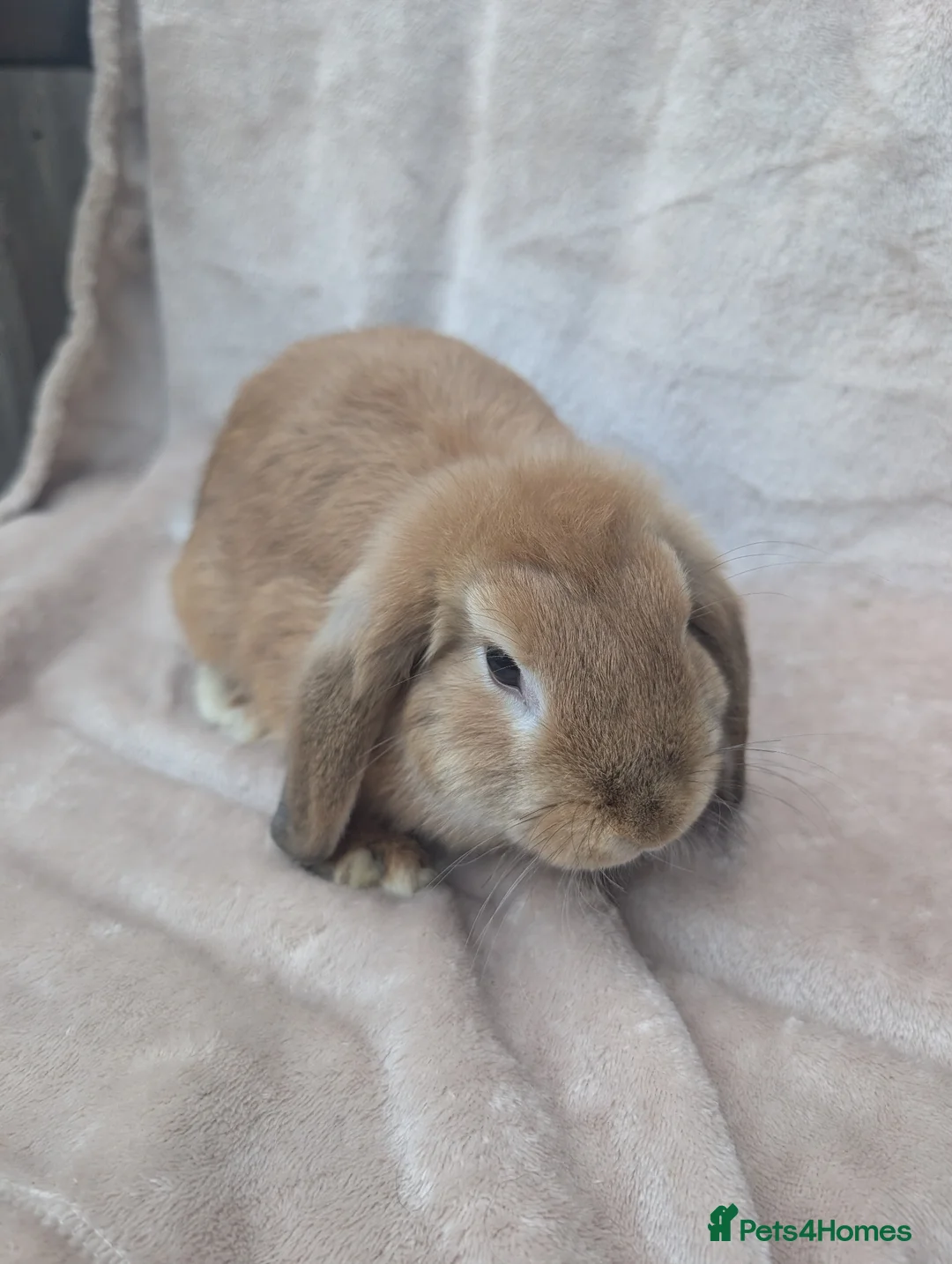 Mixed Breed rabbits for sale: Babies all ready to go 11 & 13 weeks  - Advert 2