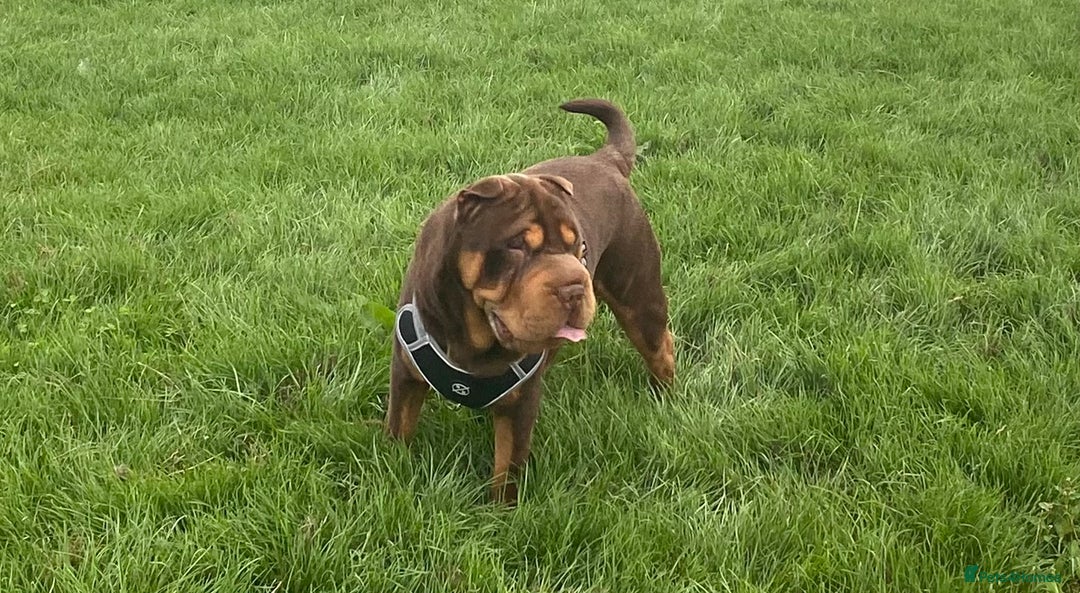 Shar Pei dogs for stud: Stunning Chocolate and Tan Boy - Image 4
