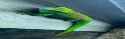 Gecko reptiles for sale: Giant Day gecko adult pair - Advert 4