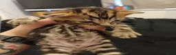 Mixed Breed cats for sale: Two beautiful tabby kittens. - Advert 2