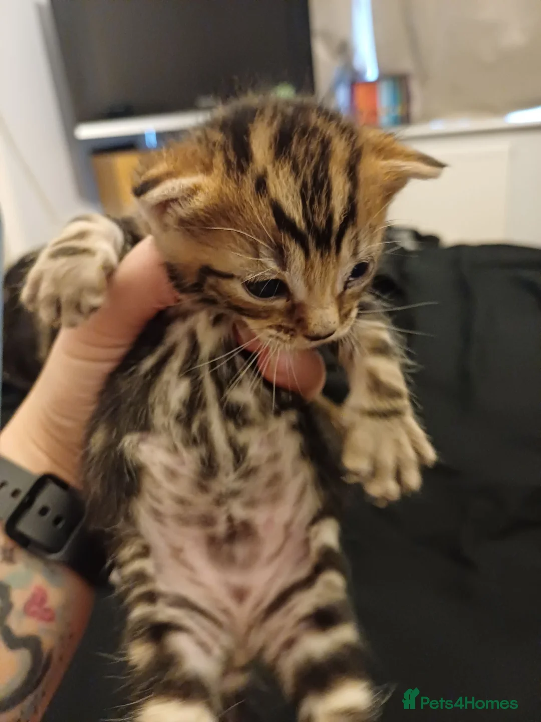 Mixed Breed cats for sale: Two beautiful tabby kittens. - Advert 2