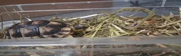 Tortoise reptiles for sale: Baby tortoise for salrle with paperwork in Oswestry - Advert 4