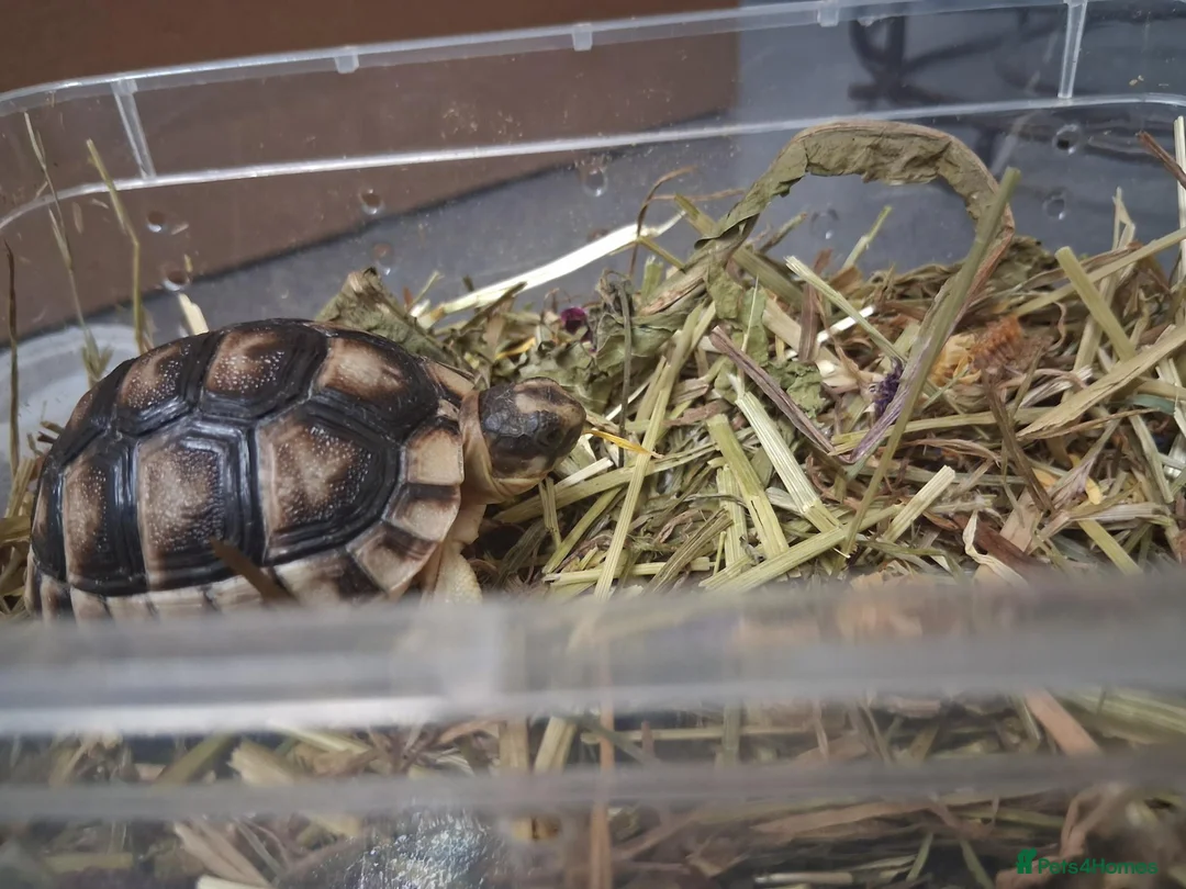 Tortoise reptiles for sale: Baby tortoise for salrle with paperwork in Oswestry - Advert 4