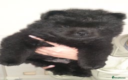 Chow Chow dogs for sale:  KC registered Chow Chow puppies for sale.🤗 - Image 24