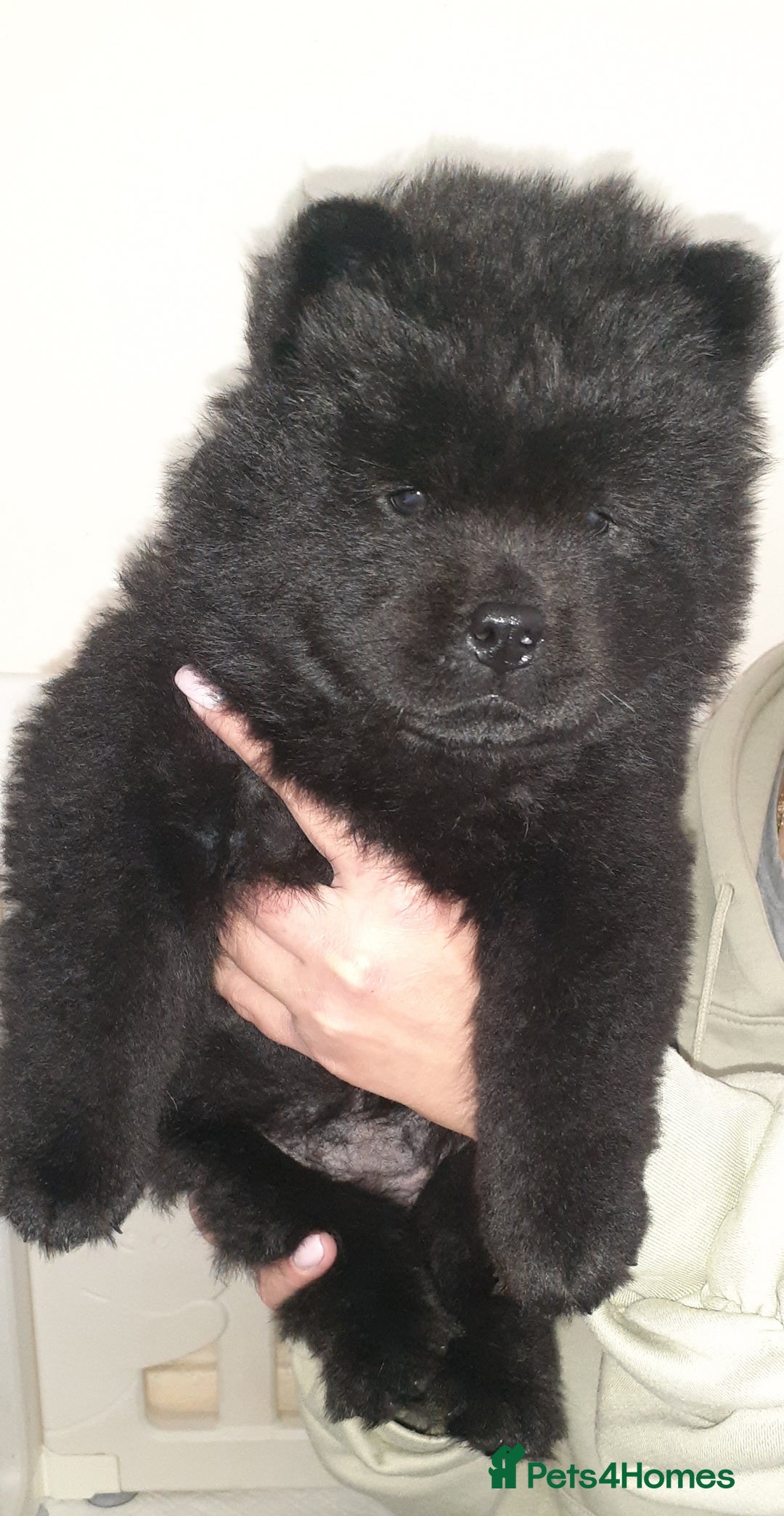 Chow Chow dogs for sale:  KC registered Chow Chow puppies for sale.🤗 - Image 24