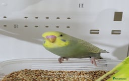 Budgerigars birds for sale: Lovebirds and budgies  - Image 4