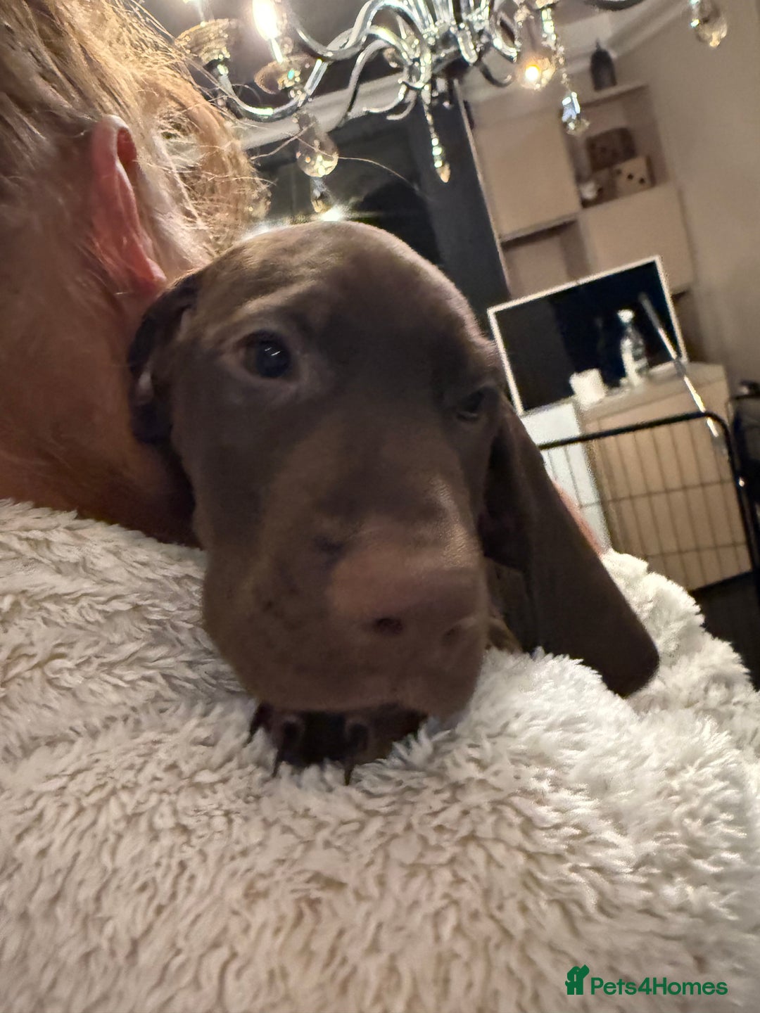 Mixed Breed dogs for sale: Well reared Quality puppies - Advert 23