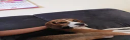Beagle dogs for sale: Lupin - Beautiful tri-colour Beagle - Advert 6
