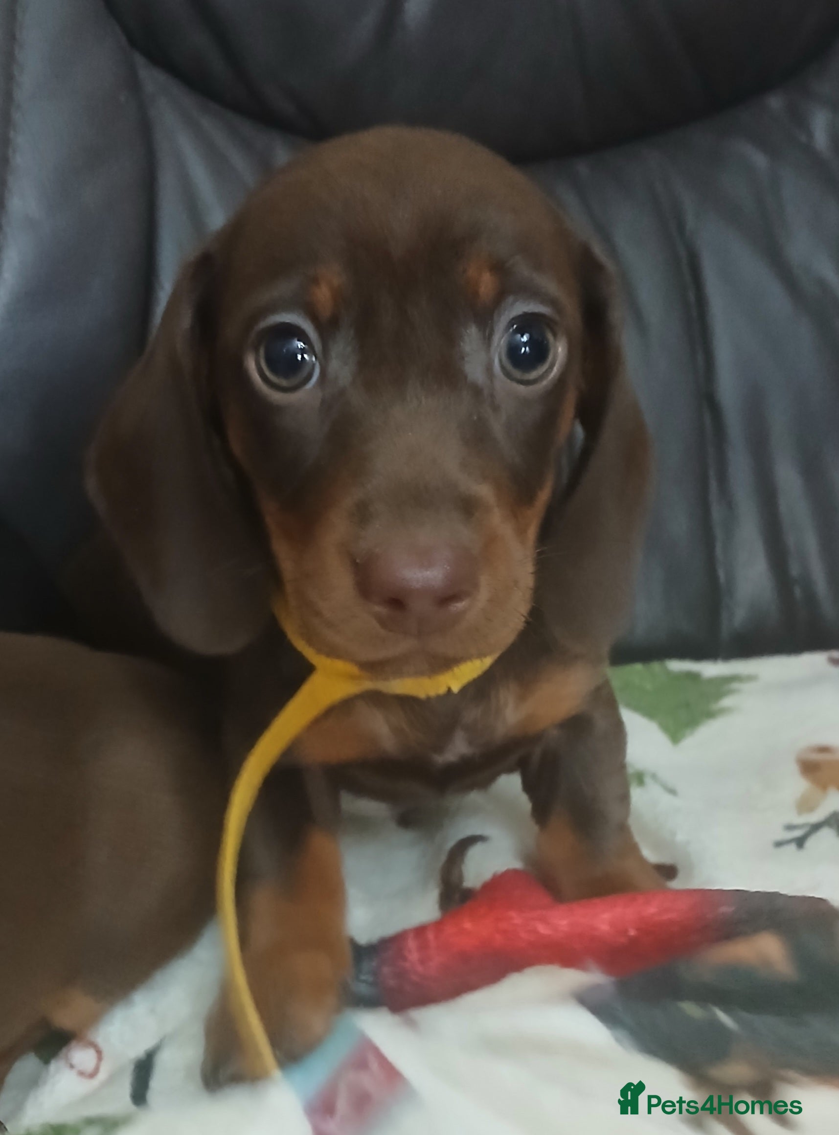 Dachshund dogs Dachshund puppies  - Advert 6