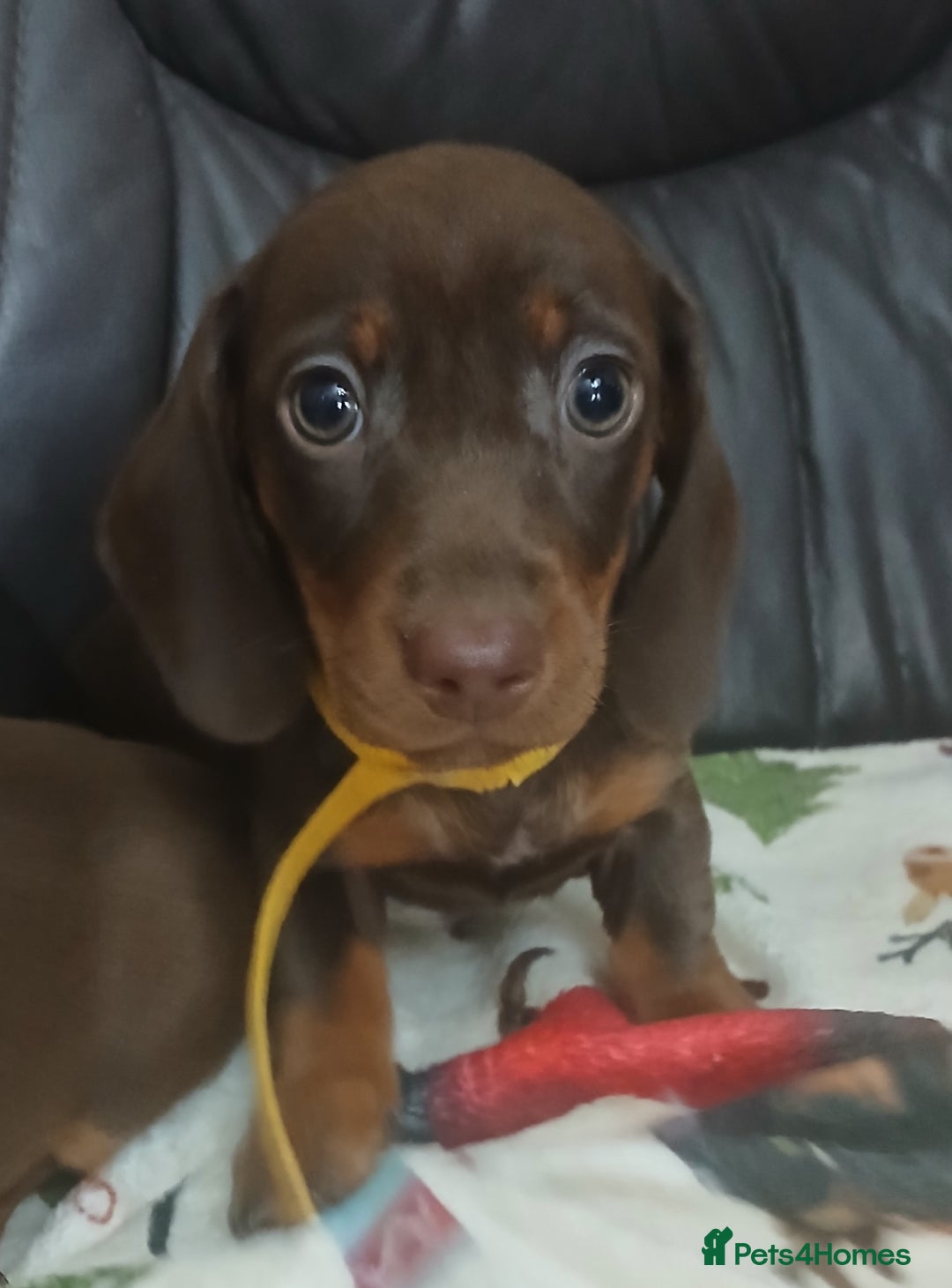 Dachshund dogs for sale: Dachshund puppies  - Advert 1