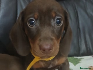 Dachshund dogs Dachshund puppies - Advert 1