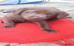 Labrador Retriever dogs for sale: Chunky Chocolate kc reg Labradors  - Image 4