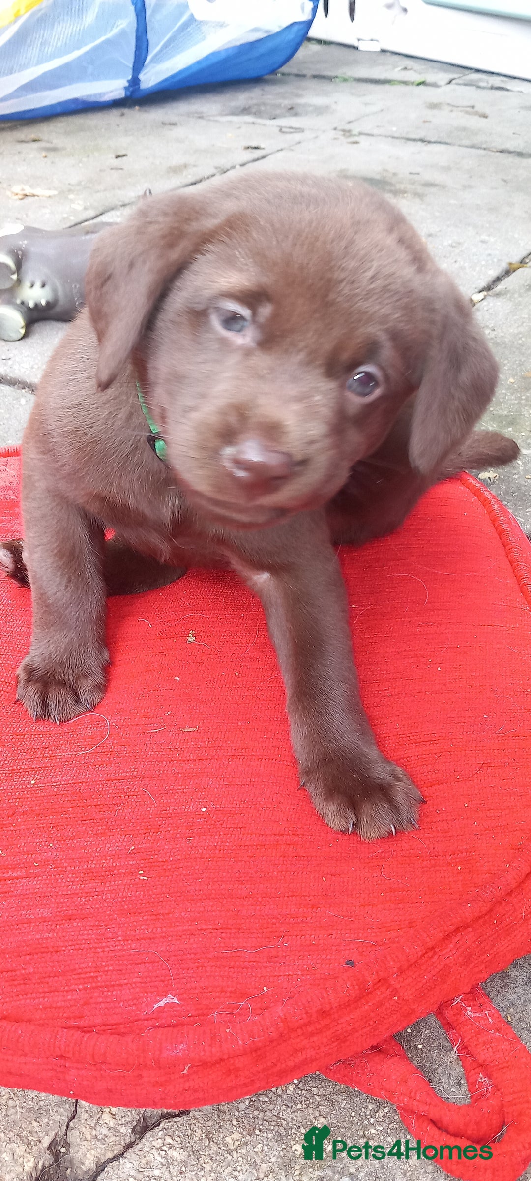 Labrador Retriever dogs for sale: Chunky Chocolate kc reg Labradors  - Image 4
