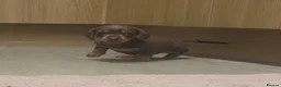 Miniature Dachshund dogs for sale: Adorable KC Registered Miniature Dachshund Puppies - Advert 19