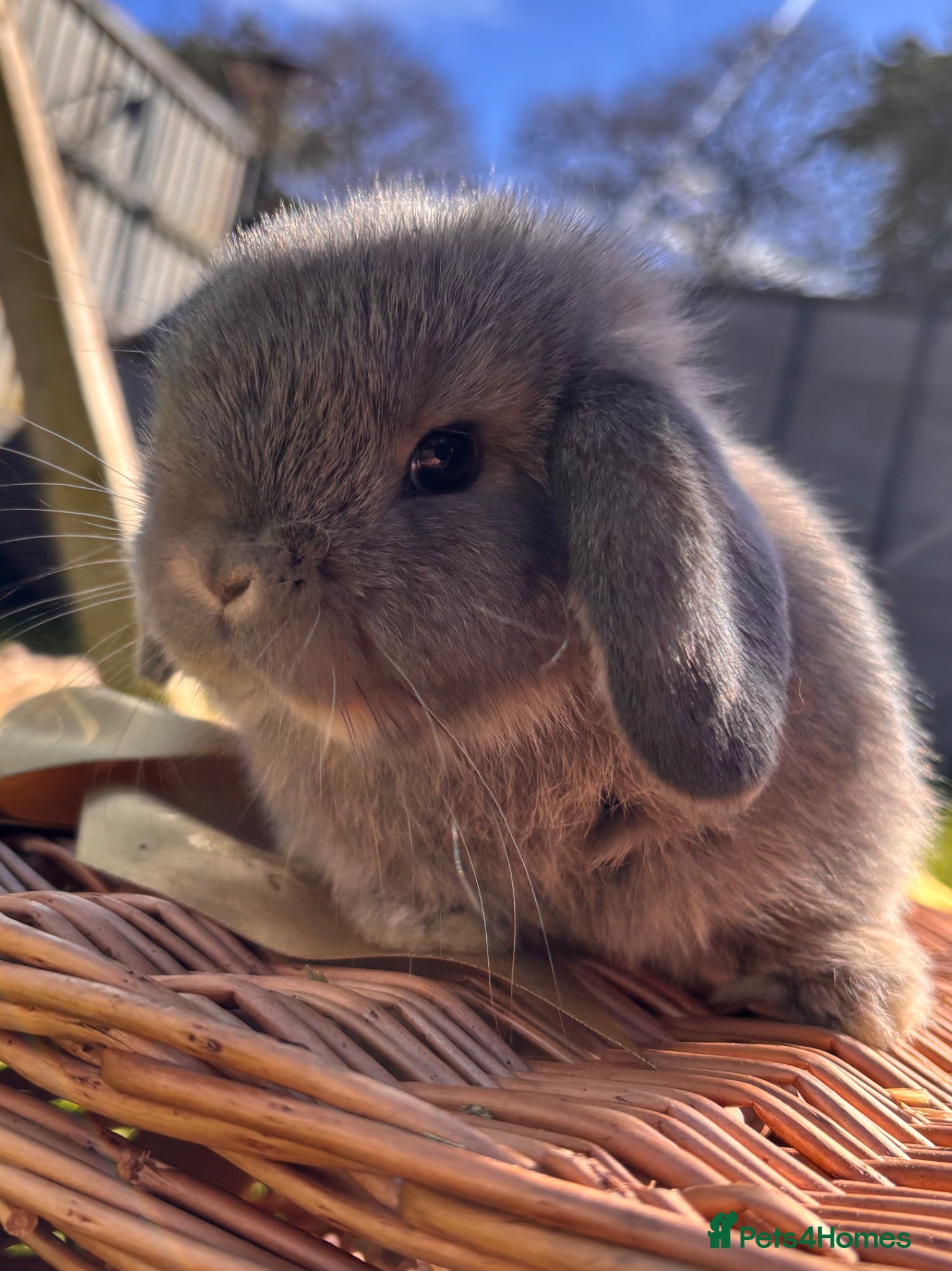 Mini Lop rabbits Pure mini lop rabbits  - Advert 2