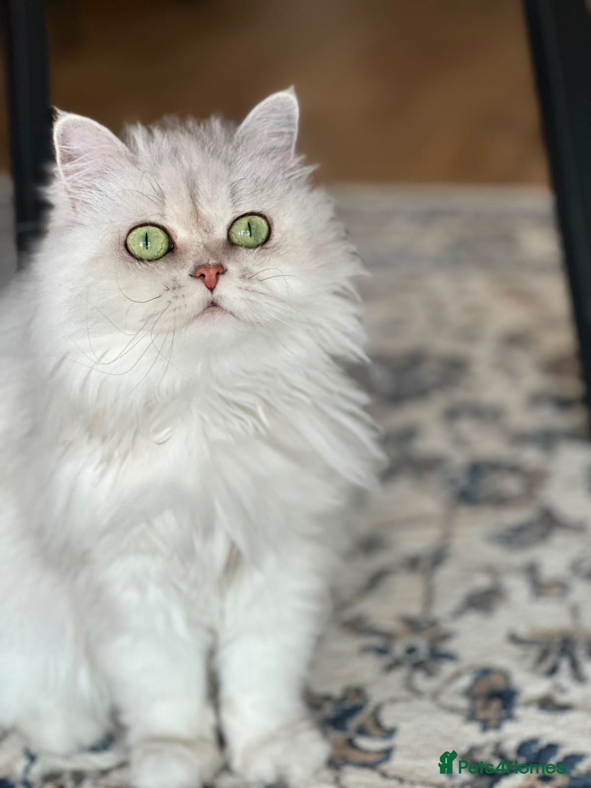 Persian cats Beautiful Silver Tipped Persian Chinchilla Girl - Advert 1