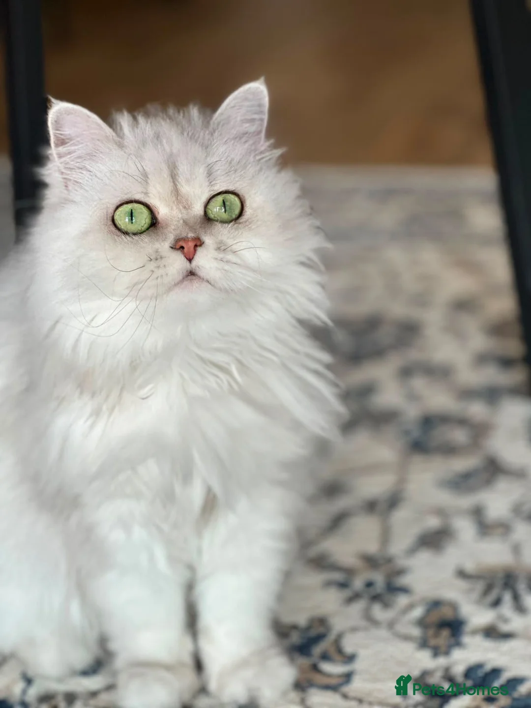 Persian cats for sale: Beautiful Silver Tipped Persian Chinchilla Girl in Leeds - Advert 1