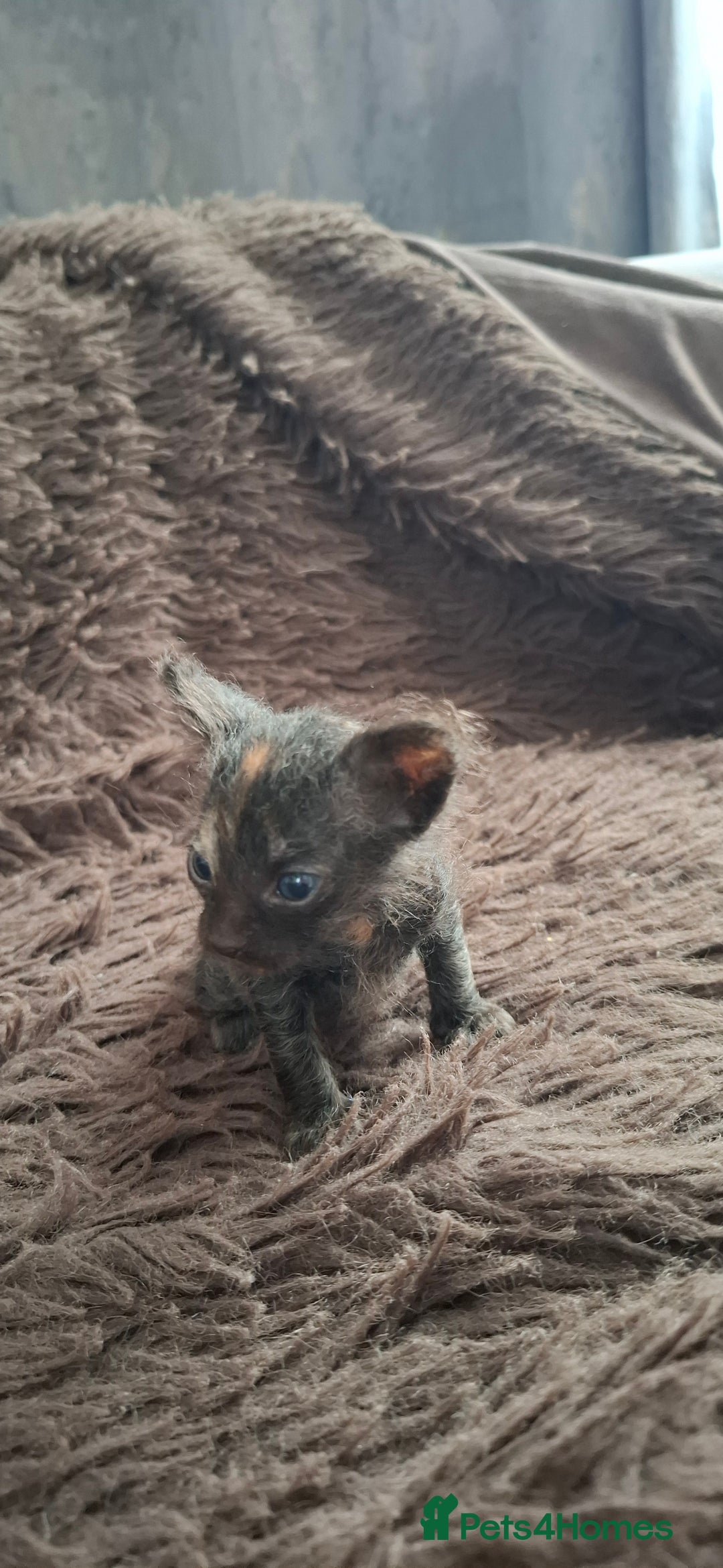 Sphynx cats for sale: Sphynx mix kittens  - Image 5