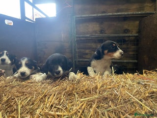 Border Collie dogs Border collie puppies - Advert 10