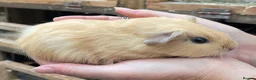 Guinea Pig rodents for sale: Lovely baby guinea pig boys - Advert 10