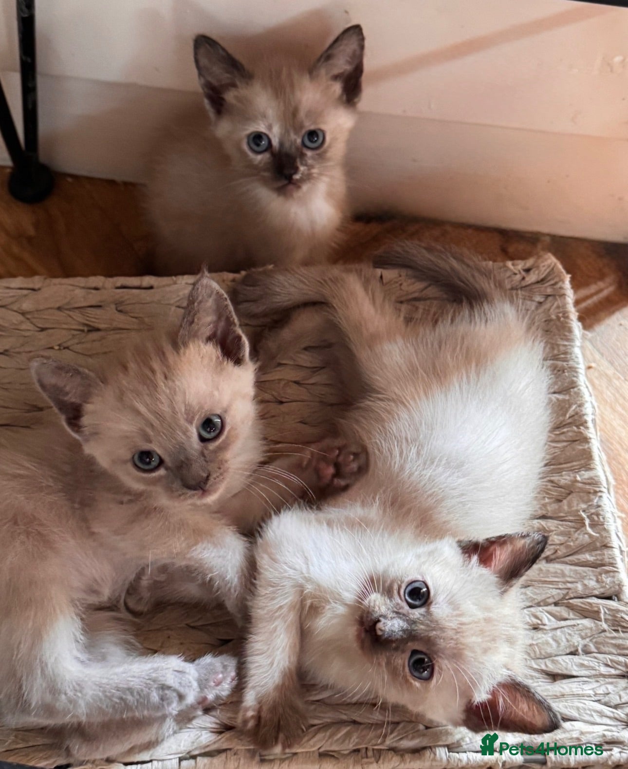 Siamese cats Beautiful Siamese x Persian kittens ready to go - Advert 1