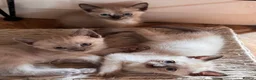 Siamese cats for sale: Beautiful Siamese x Persian kittens ready to go - Advert 1