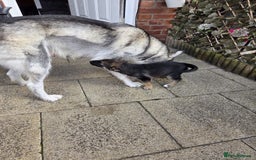Shepsky dogs for sale: German shepherd cross  - Image 10