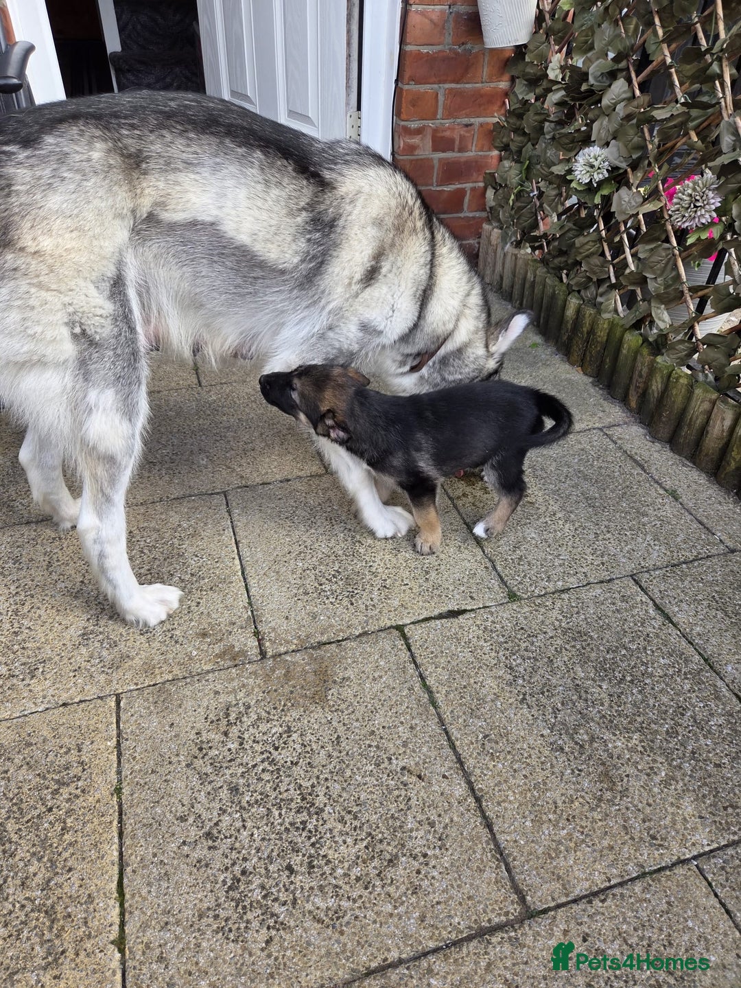 Shepsky dogs for sale: German shepherd cross  - Image 10