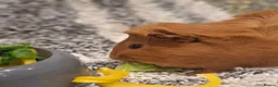 Guinea Pig rodents for sale: Guinea pigs  in Southampton - Advert 4