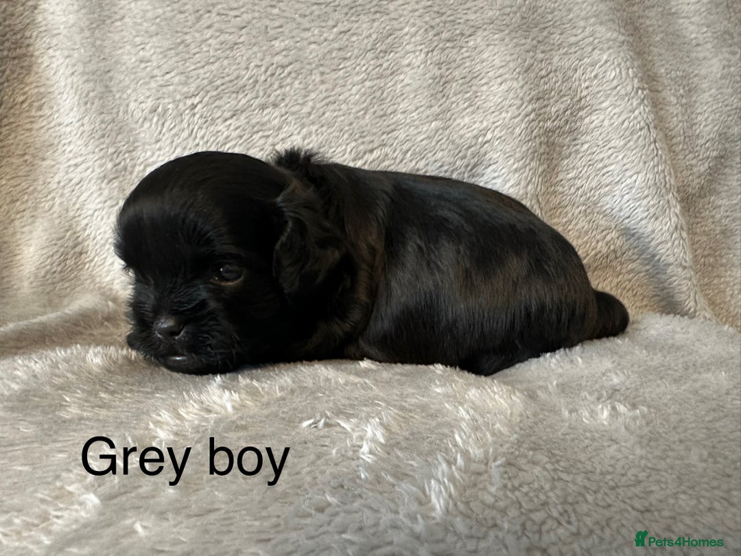 Shihpoo dogs for sale: Shihpoo puppies for sales - Image 7
