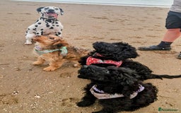 Cockapoo dogs for sale: TRAINED PUPPY - Cockapoo - essential training in Port Talbot - Image 14