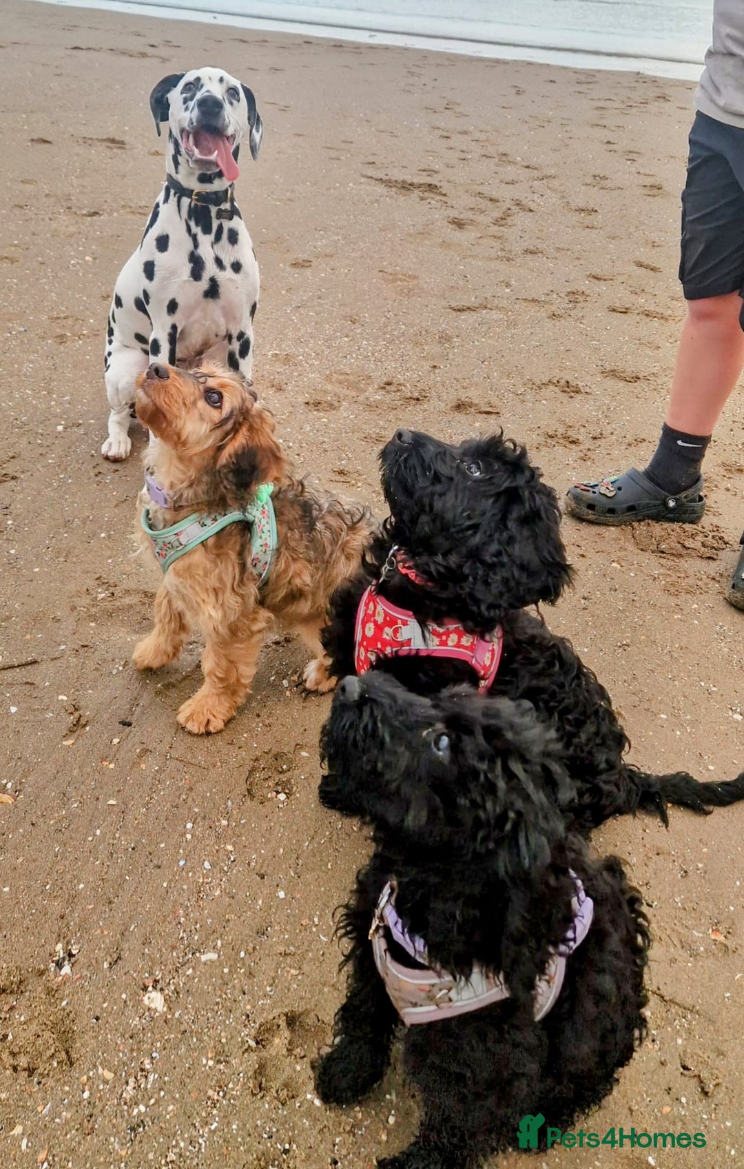 Cockapoo dogs for sale: TRAINED PUPPY - Cockapoo - essential training in Port Talbot - Image 14