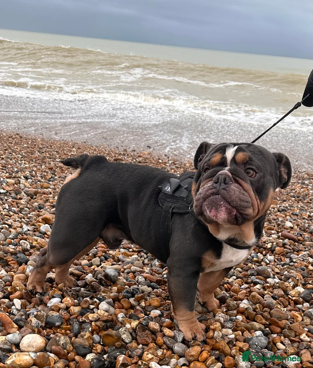 English Bulldog dogs for stud: Blue Tri stud boy  - Advert 18