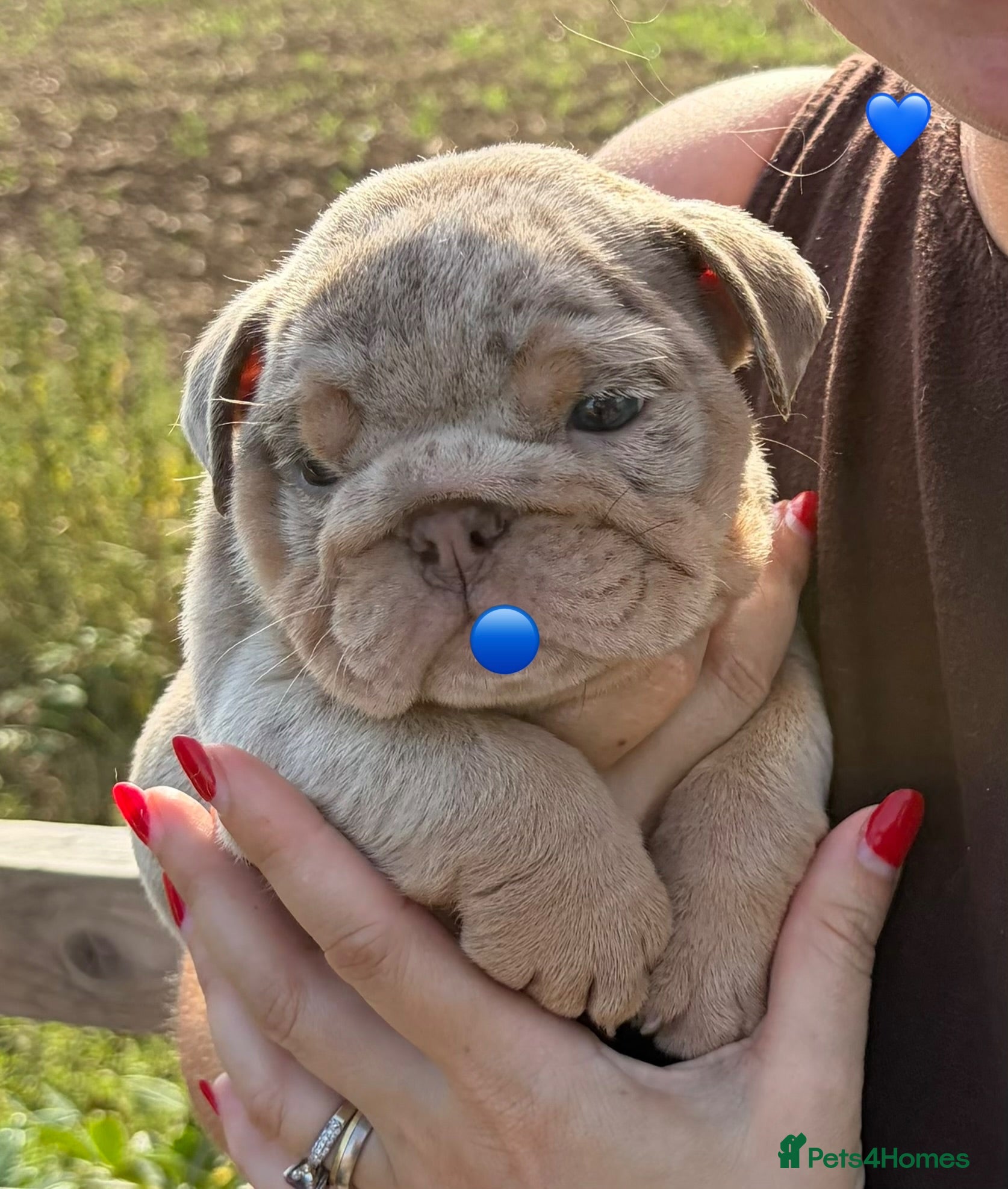 English Bulldog dogs 🇬🇧🔥Bulldog Puppies🔥🇬🇧🔥Fully suited🔥🇬🇧 - Advert 11
