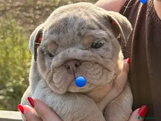 English Bulldog dogs 🇬🇧🔥Bulldog Puppies🔥🇬🇧🔥Fully suited🔥🇬🇧 - Advert 11
