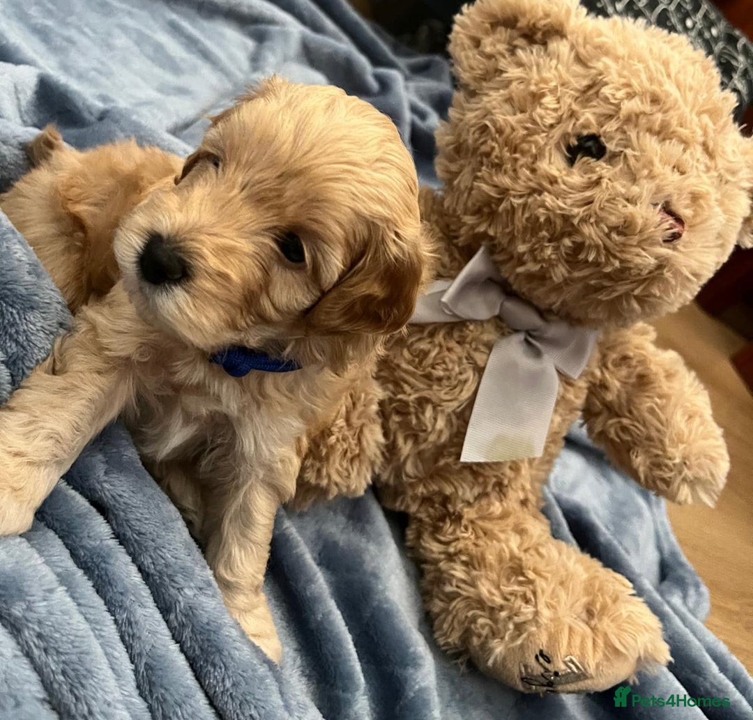 Cockapoo dogs for sale: Beautiful litter of cockapoos - Image 5