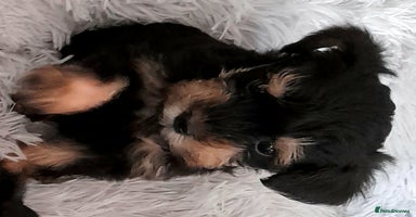 Mixed Breed dogs - Advert 11