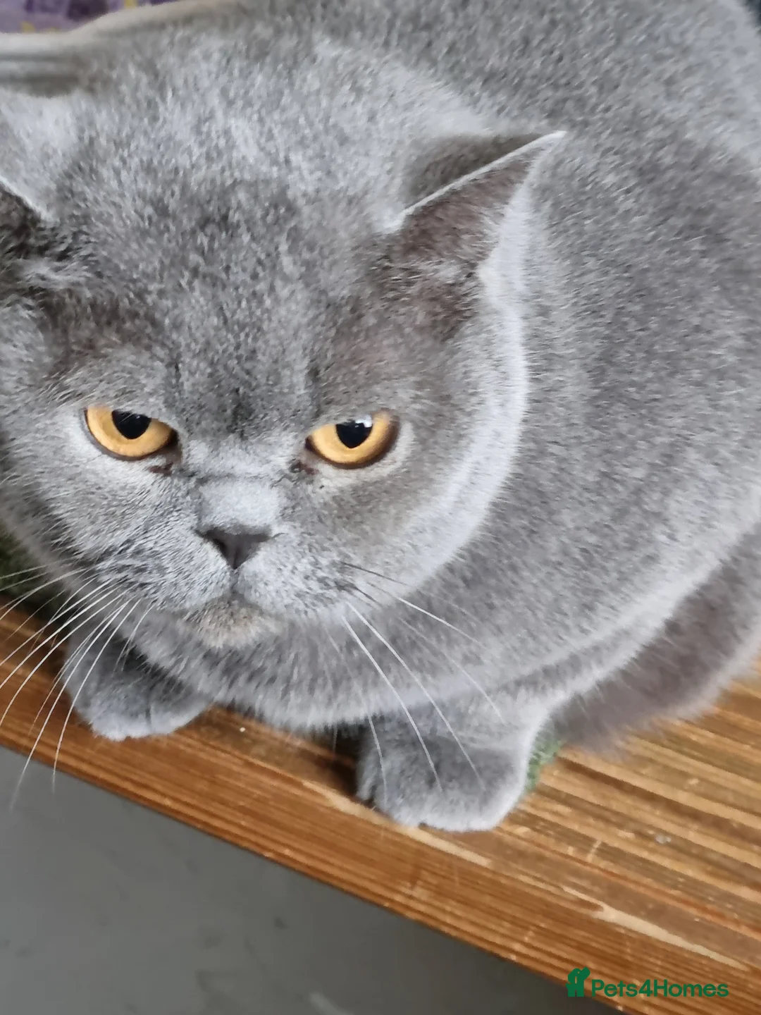 British Shorthair cats for sale: Beautiful blue British Shorthair girl  - Advert 7