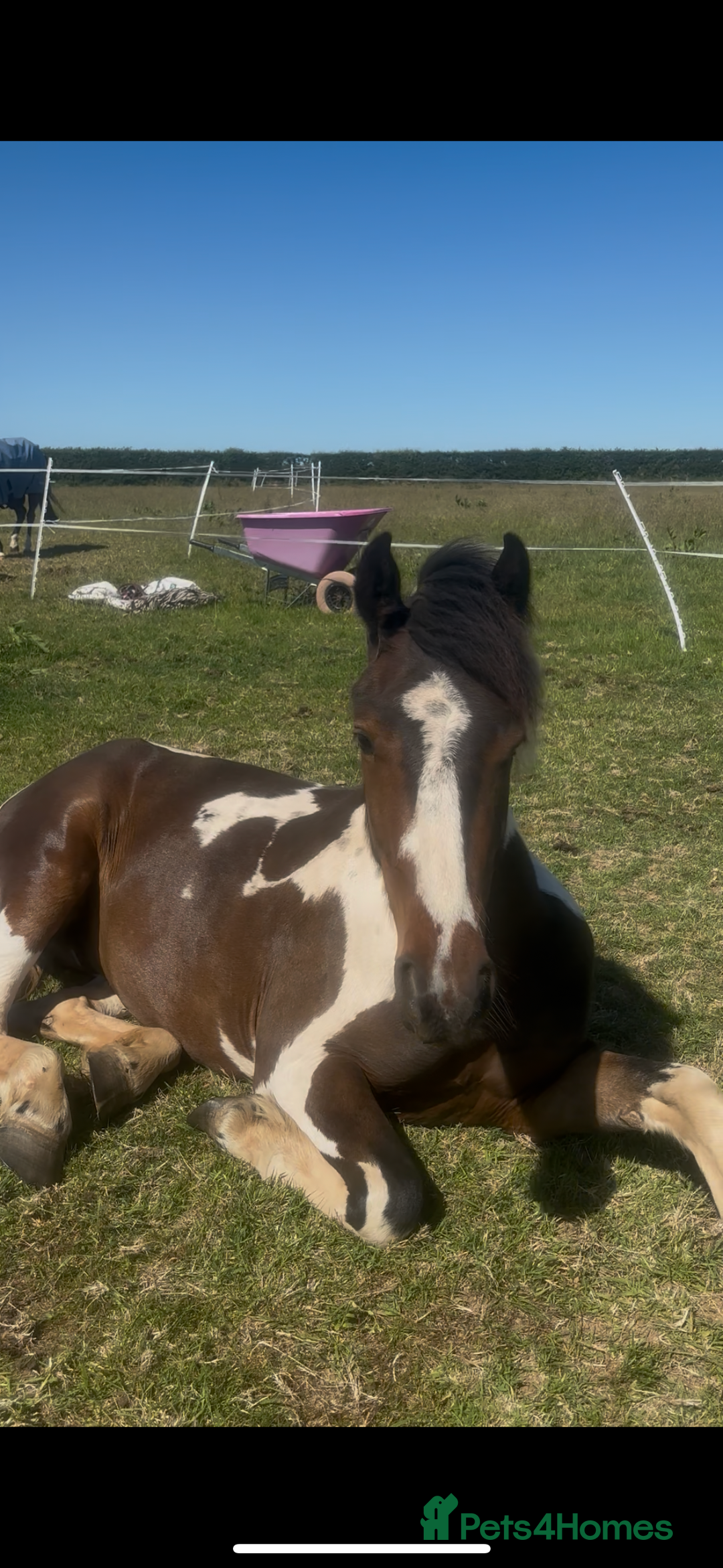 Appaloosa horses for sale: Rodney 14.1/2 2 Year old gelding Appaloosa X Cob - Advert 1
