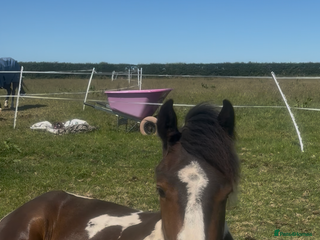 Appaloosa horses Rodney 14.1/2 2 Year old gelding Appaloosa X Cob - Advert 1
