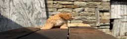 Cockapoo dogs for sale: Full Health tested Amazing obedience champion  - Advert 15