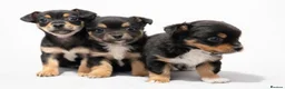 Chihuahua dogs for sale: Beautiful Chihuahua puppies for sale  - Advert 1