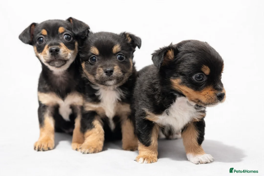 Chihuahua dogs for sale: Beautiful Chihuahua puppies for sale  - Advert 1
