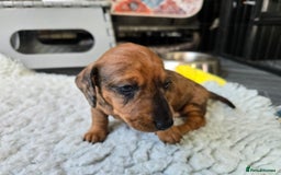 Miniature Dachshund dogs for sale: ✨5star✨ True miniatures, Licenced breeder, KC reg - Image 14