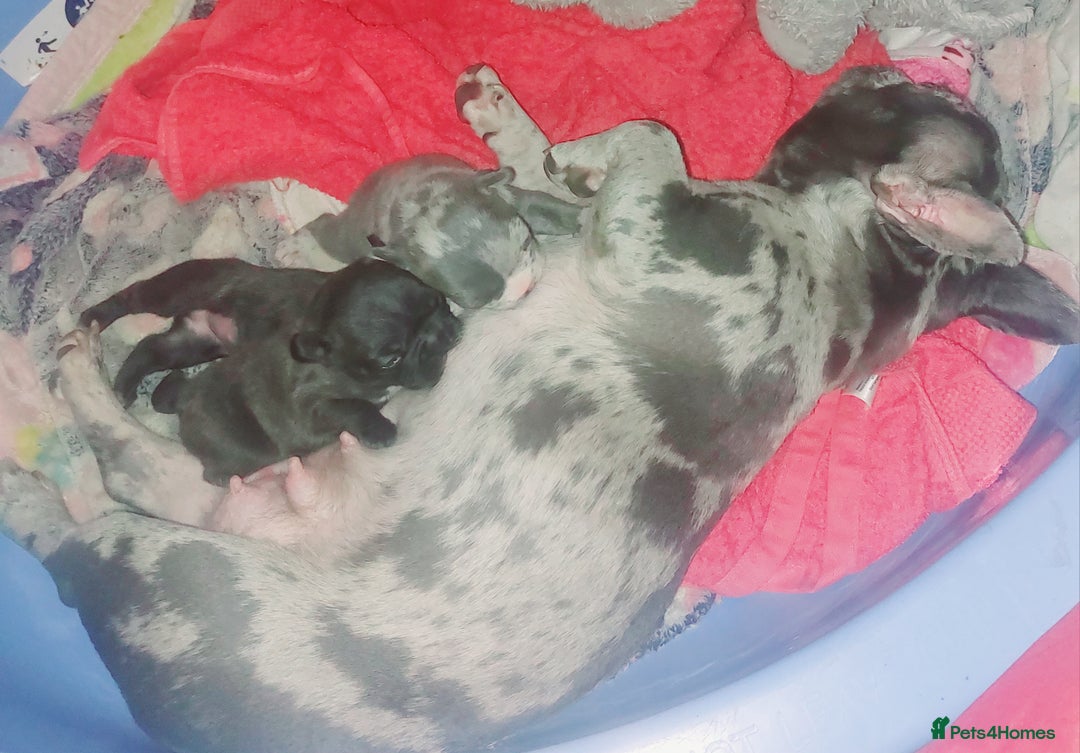 French Bulldog dogs for sale: 2 female french bulldog puppies merle  - Advert 1