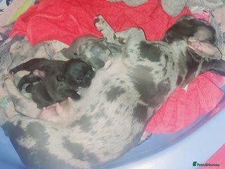 French Bulldog dogs 2 female french bulldog puppies merle - Advert 2