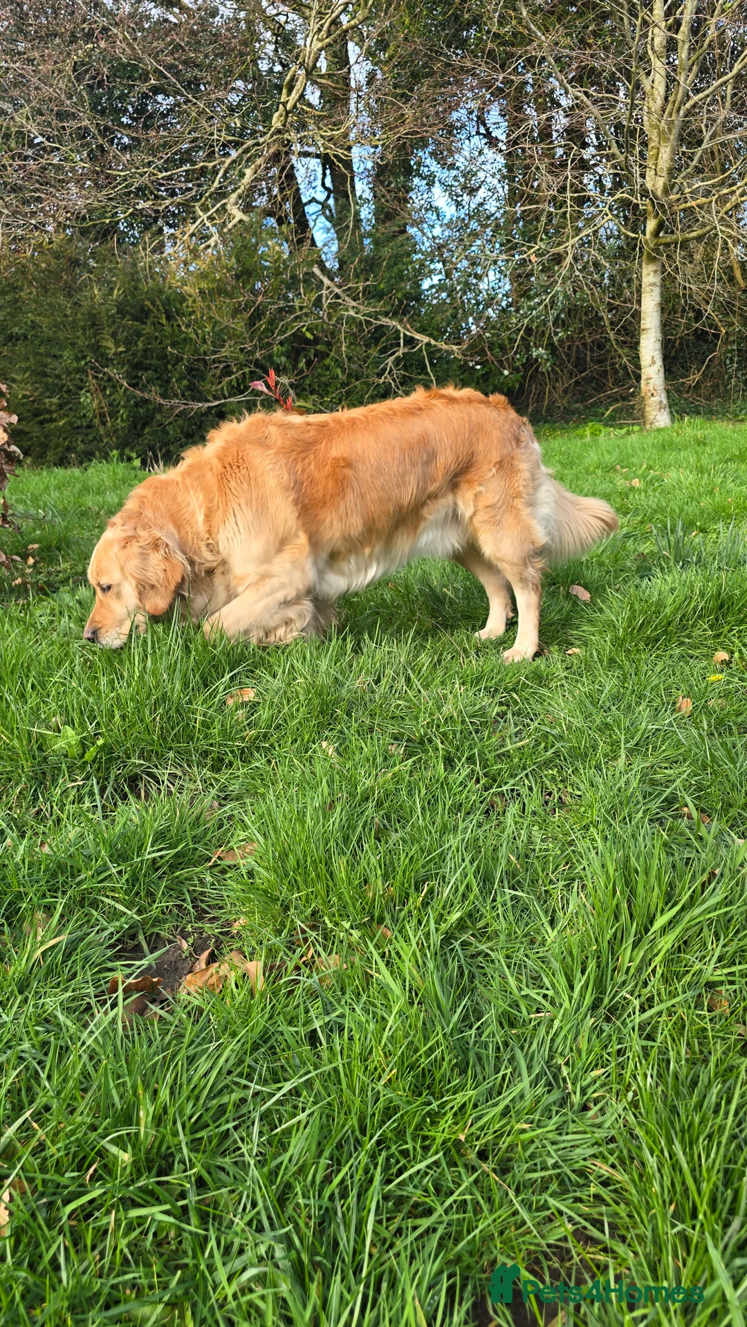 Golden Retriever dogs for sale: Kc registered golden retriever. in Chard - Advert 2
