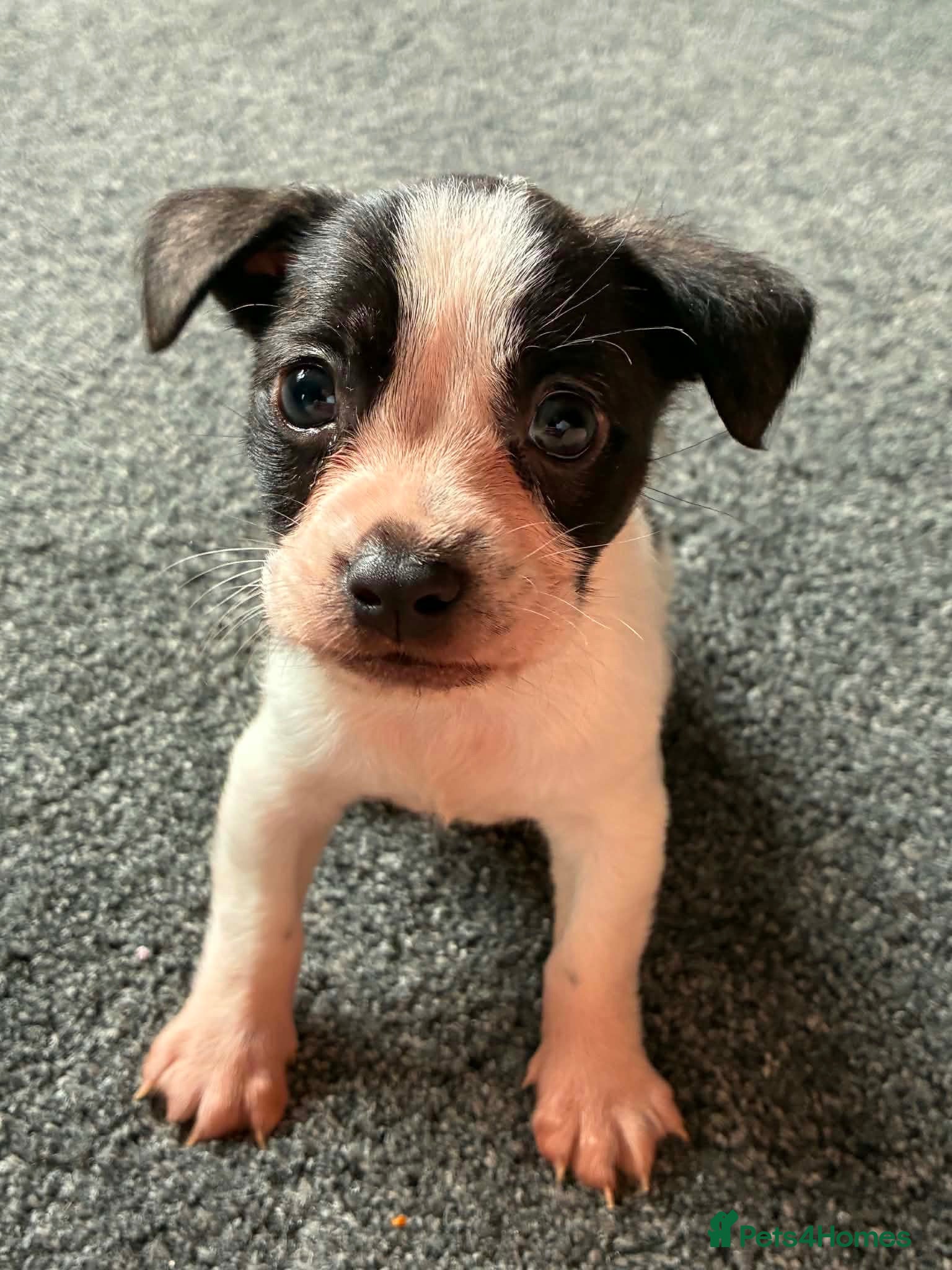Mixed Breed dogs Jack Russell cross puppy - Advert 7