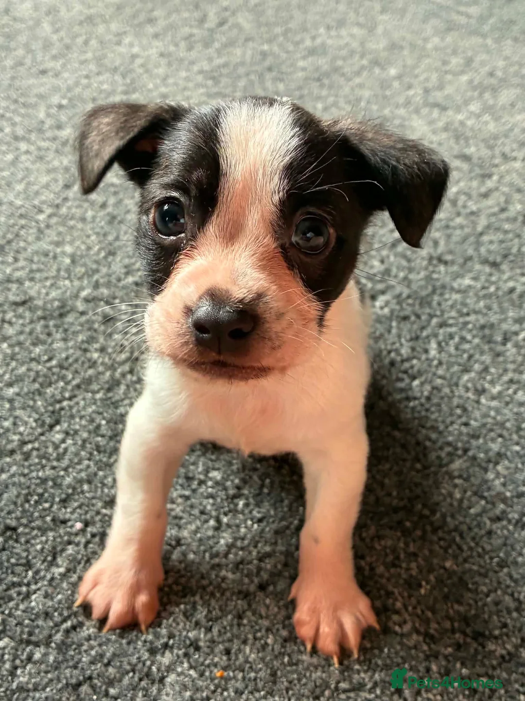 Mixed Breed dogs for sale: Jack Russell cross puppy - Advert 1